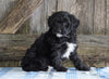 Mini Aussiedoodle For Sale Fredericksburg, OH Female- Natalie