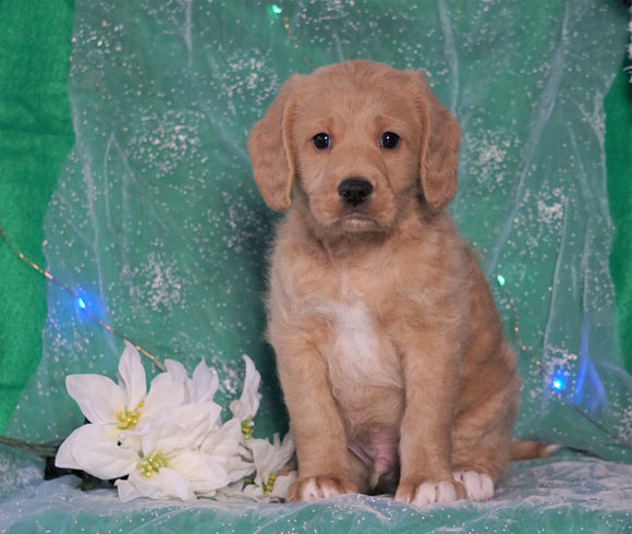 F1B Mini Labradoodle For Sale Millersburg, OH Male- Freddy