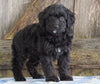 Mini Aussiedoodle For Sale Fredericksburg, OH Male- Nate