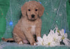 F1B Mini Labradoodle For Sale Millersburg, OH Male- Freddy