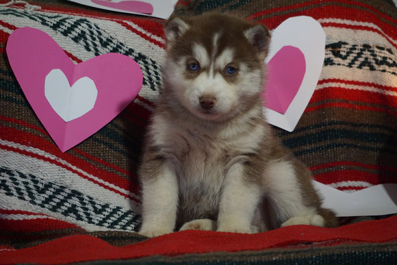 Siberian Husky For Sale Fredericksburg, OH Male- Elijah