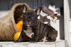 AKC Registered French Bulldog For Sale Millersburg, OH Male - Rocky