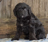 Mini Aussiedoodle For Sale Fredericksburg, OH Male- Nate