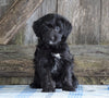 Mini Aussiedoodle For Sale Fredericksburg, OH Female- Nelly