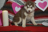 Siberian Husky For Sale Fredericksburg, OH Male- Elijah