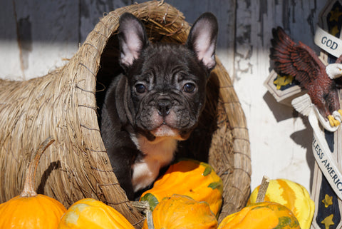 AKC Registered French Bulldog For Sale Millersburg, OH Male - Max