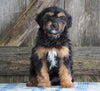 Mini Aussiedoodle For Sale Fredericksburg, OH Male- Ned