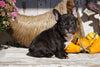 AKC Registered French Bulldog For Sale Millersburg, OH Male - Max