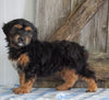 Mini Aussiedoodle For Sale Fredericksburg, OH Male- Ned