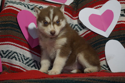 Siberian Husky For Sale Fredericksburg, OH Female- Emmy