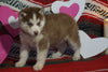 Siberian Husky For Sale Fredericksburg, OH Female- Eliza