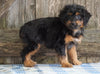Mini Aussiedoodle For Sale Fredericksburg, OH Female- Neena