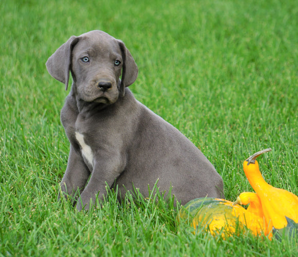 AKC Registered Great Dane For Sale Millersburg, OH Male - George