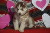 Siberian Husky For Sale Fredericksburg, OH Female- Eliza