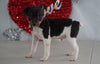 Toy Fox Terrier For Sale Millersburg, OH Male- Max