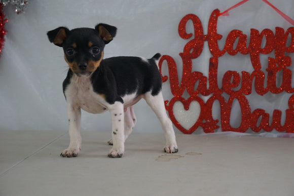 Toy Fox Terrier For Sale Millersburg, OH Male- Tanner