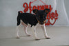 Toy Fox Terrier For Sale Millersburg, OH Male- Tanner