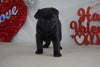 Pug Puppy For Sale Millersburg, OH Female- Brittany