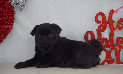 Pug Puppy For Sale Millersburg, OH Female- Brittany