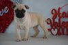 Pug Puppy For Sale Millersburg, OH Male- Rocky
