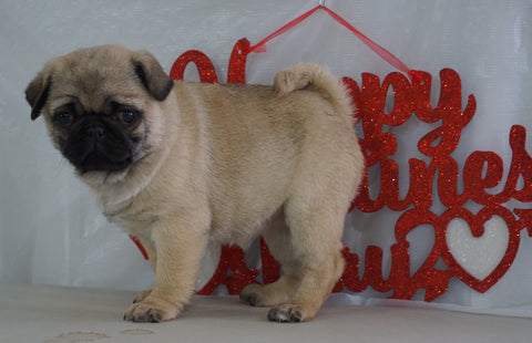Pug Puppy For Sale Millersburg, OH Female- Jessica