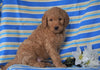 F1B Mini Labradoodle For Sale Millersburg, OH Male- Fritz