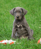 AKC Registered Great Dane For Sale Millersburg, OH Female - Trixie