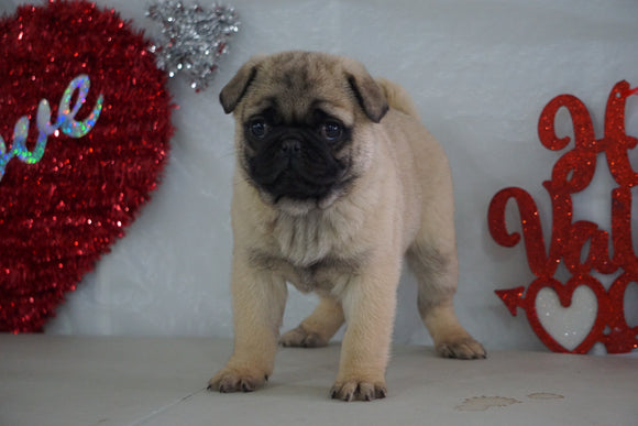 Pug Puppy For Sale Millersburg, OH Male- Max