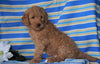 F1B Mini Labradoodle For Sale Millersburg, OH Male- Fritz