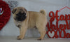 Pug Puppy For Sale Millersburg, OH Male- Max