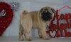 Pug Puppy For Sale Millersburg, OH Male- Max