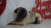 Pug Puppy For Sale Millersburg, OH Male- Ranger