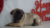 Pug Puppy For Sale Millersburg, OH Male- Ranger