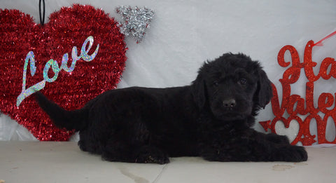 Labradoodle Puppy For Sale Millersburg, OH Male- Charley