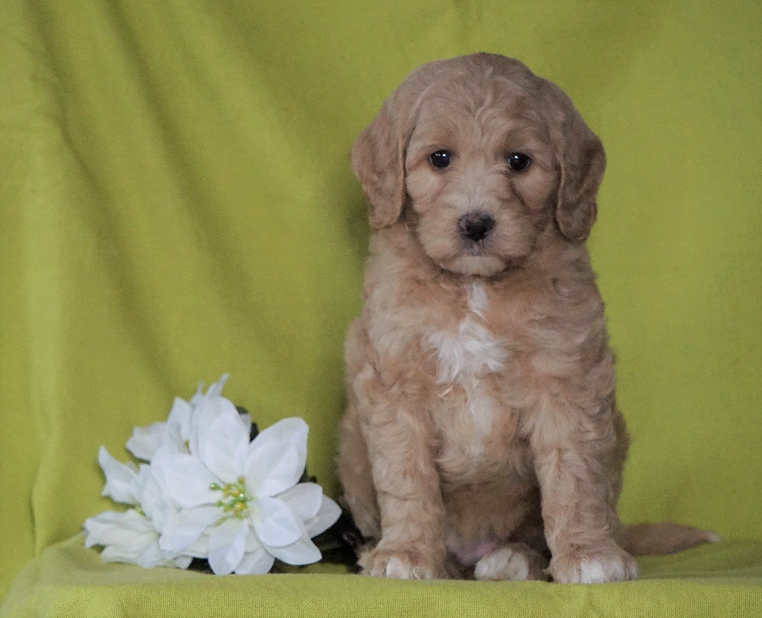 F1B Mini Labradoodle For Sale Millersburg, OH Female Frosty AC