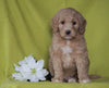 F1B Mini Labradoodle For Sale Millersburg, OH Female- Frosty