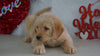 Labradoodle Puppy For Sale Millersburg, OH Male- Rambo