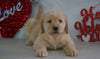 Labradoodle Puppy For Sale Millersburg, OH Male- Rambo