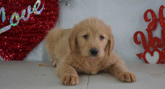 Labradoodle Puppy For Sale Millersburg, OH Male- Sailor