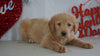 Labradoodle Puppy For Sale Millersburg, OH Male- Sailor