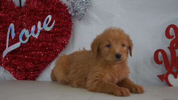 Labradoodle Puppy For Sale Millersburg, OH Female- Amber