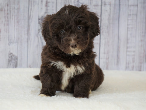 Mini Newfiepoo For Sale Holmesville, OH Female - Sophie