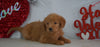Labradoodle Puppy For Sale Millersburg, OH Female- Amber