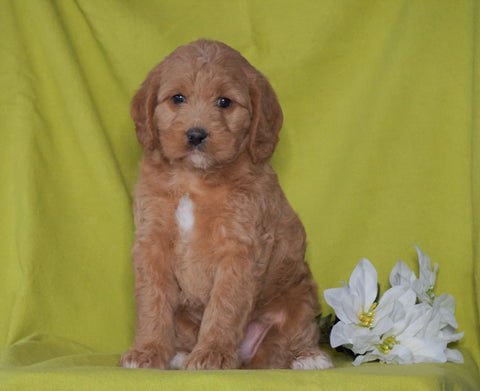 F1B Mini Labradoodle For Sale Millersburg, OH Female- Fluffy