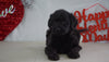 Labradoodle For Sale Millersburg, OH Female- Daisy