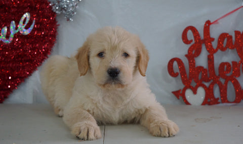 Labradoodle For Sale Millersburg, OH Male- Willy