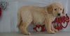 Labradoodle For Sale Millersburg, OH Male- Willy