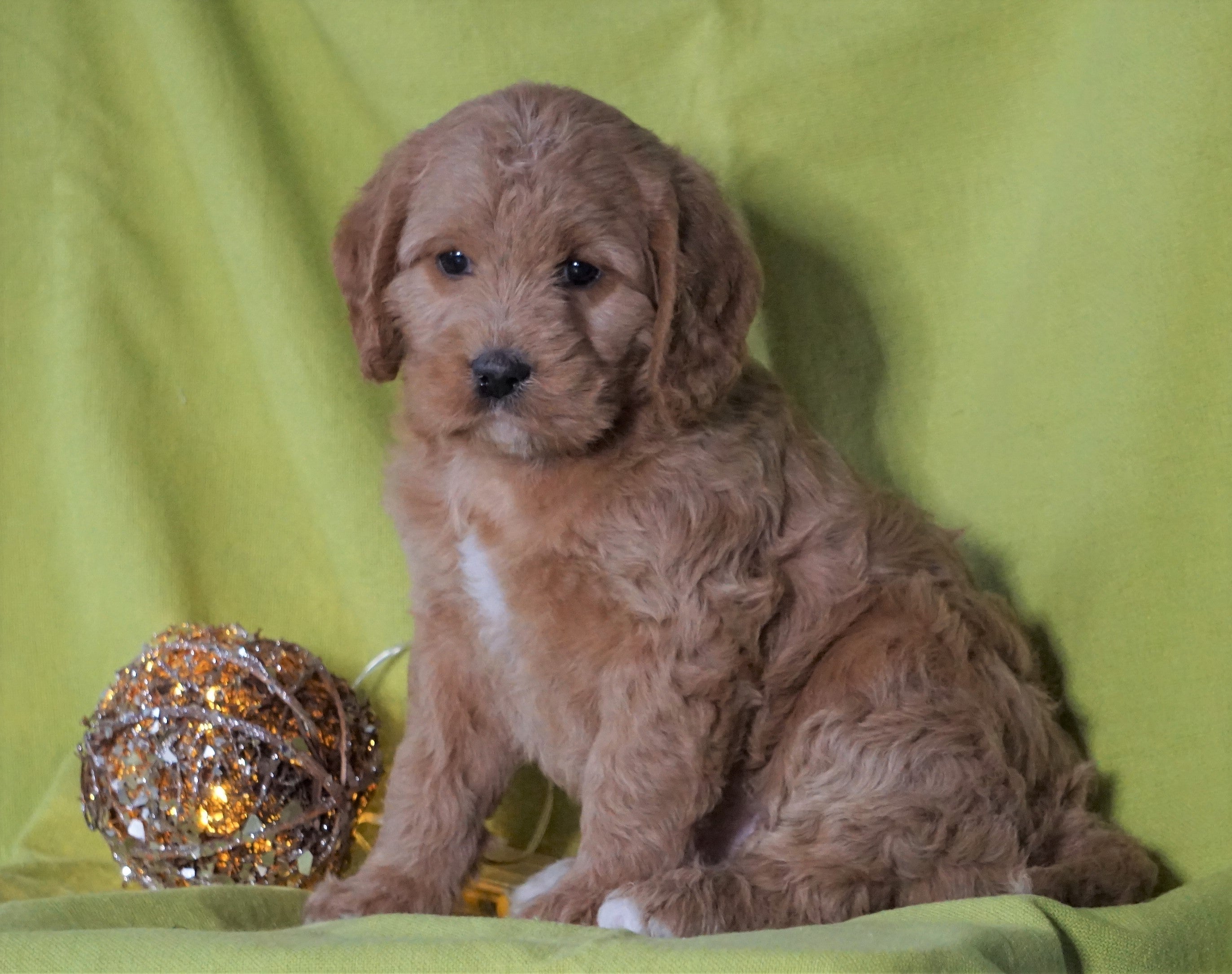 F1B Mini Labradoodle For Sale Millersburg, OH Female Fluffy AC