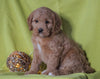 F1B Mini Labradoodle For Sale Millersburg, OH Female- Fluffy