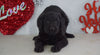 Labradoodle Puppy For Sale Millersburg, OH Female- Mindy